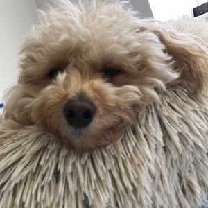 Meet your Posher, Sonya